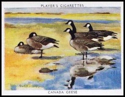 4 Canada Goose